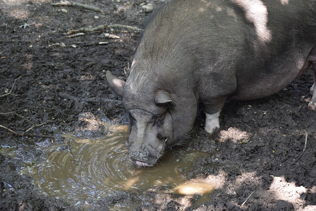 武磊可能在 武磊可能在